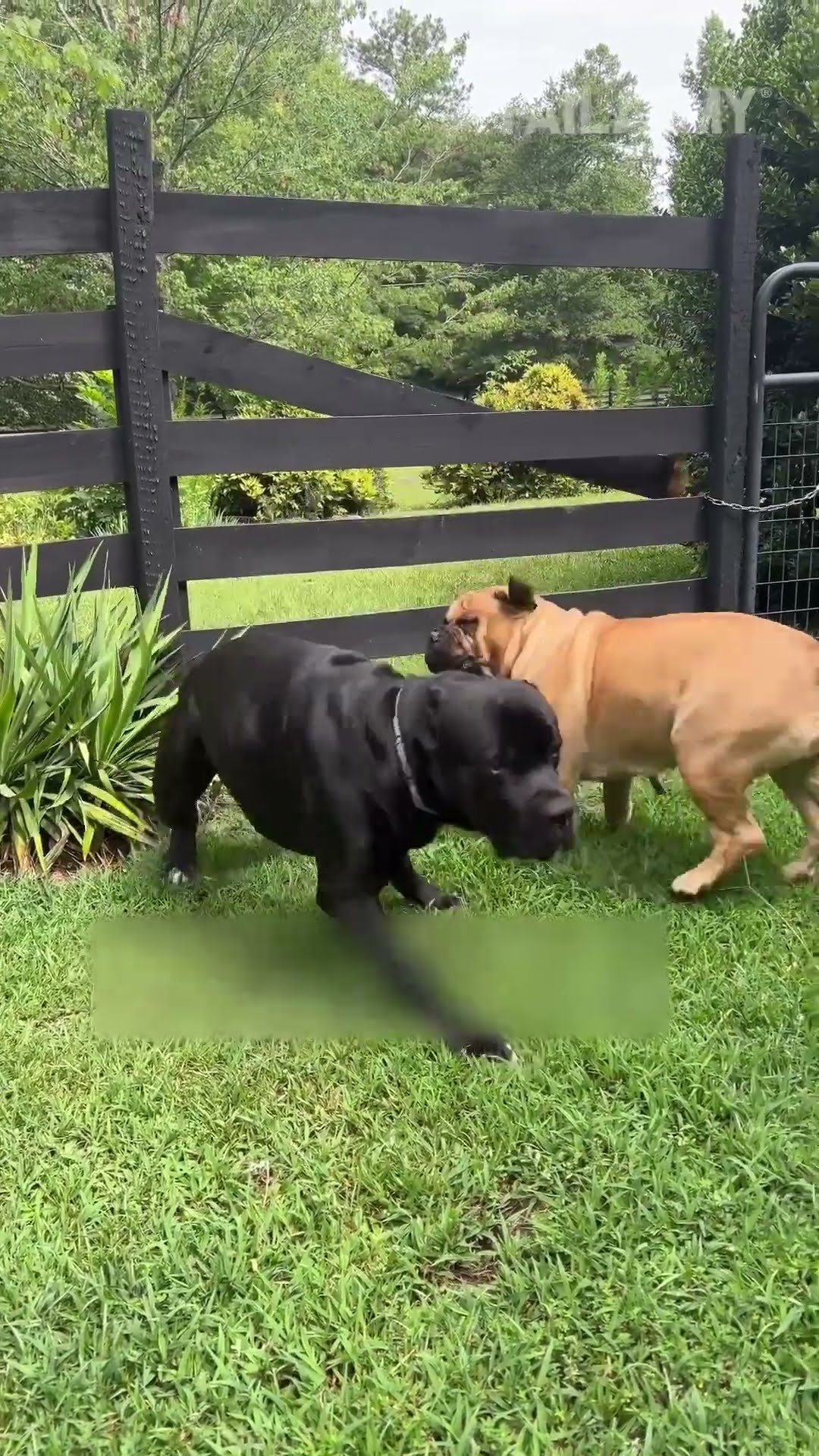 Funny Animal Fails